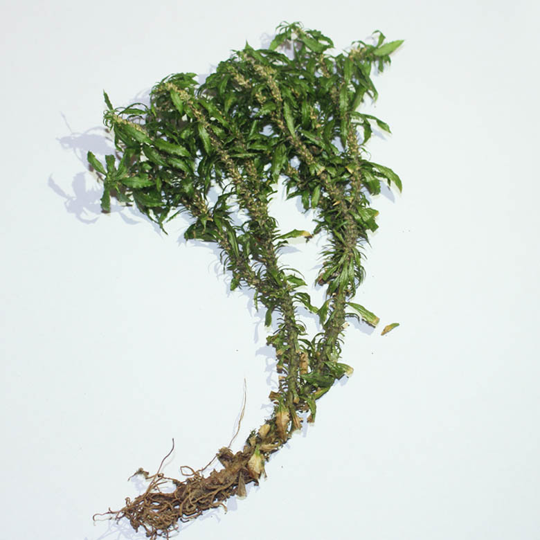 鱼腥草