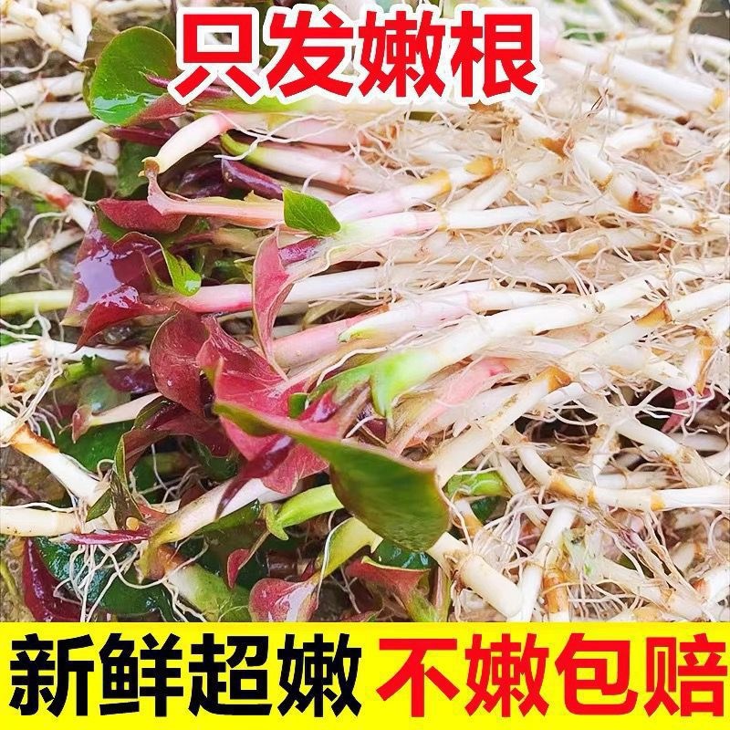 玉竹