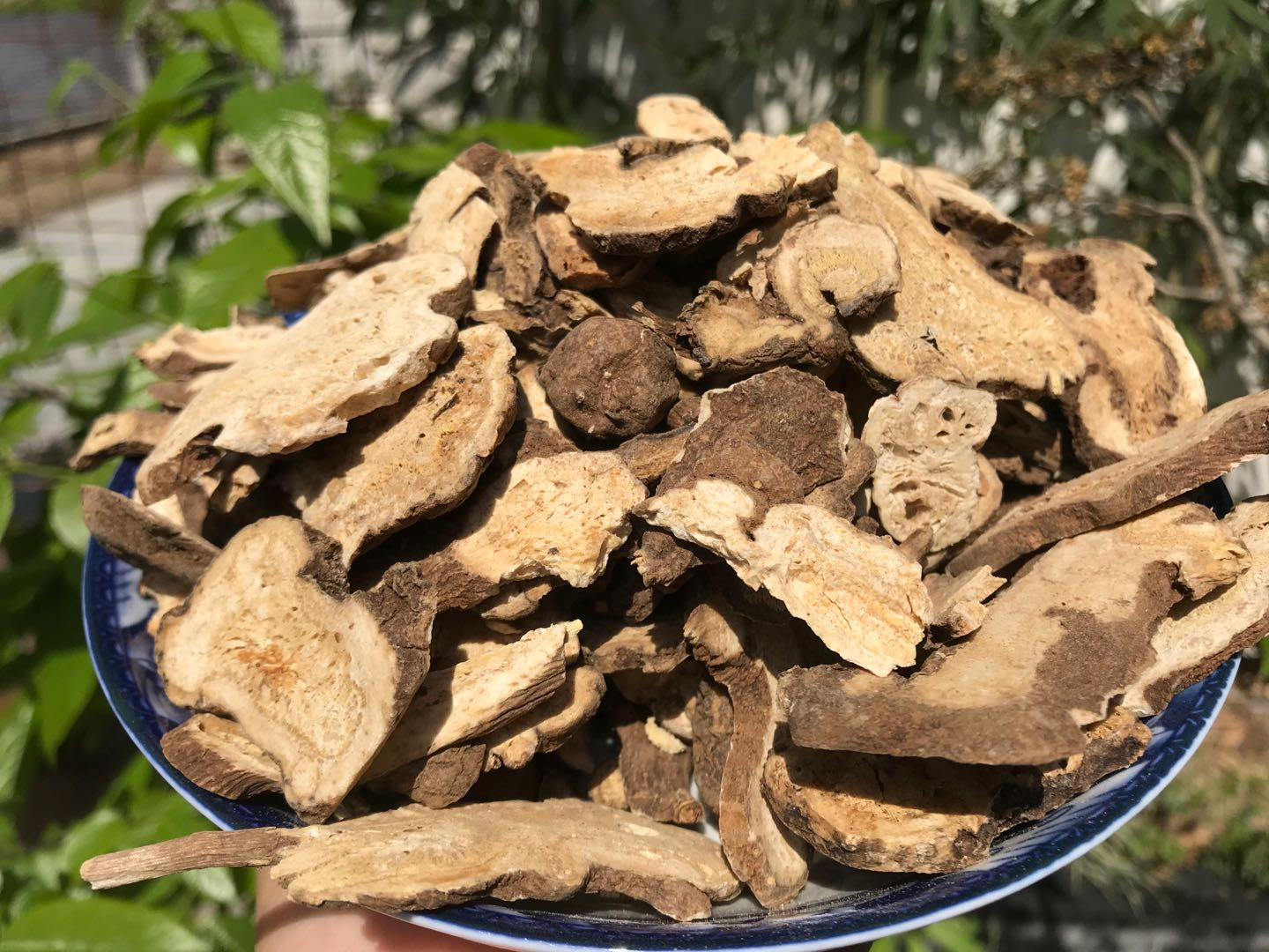 皂角刺